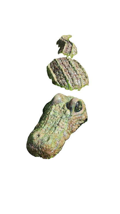 Ceramic Alligator - 3 piece Garden & Patio Décor